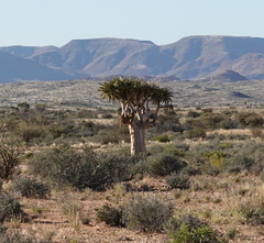 Aloidendron dichotomum