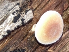 Simocybe centunculus