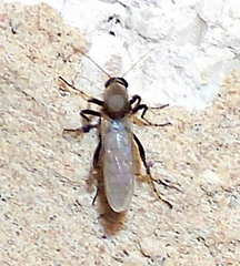 Ceratopogoninae