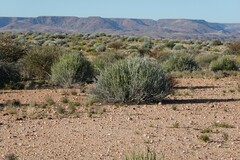 Euphorbia gregaria