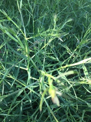 Falcaria vulgaris