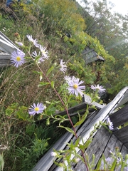 Symphyotrichum puniceum