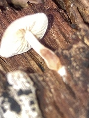 Simocybe centunculus