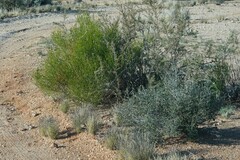 Monechma spartioides