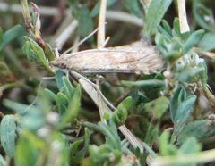 Nomophila nearctica