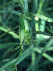 Falcaria vulgaris