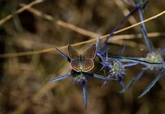 Aricia agestis