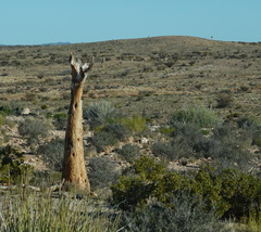 Aloidendron dichotomum