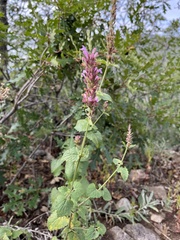 Agastache