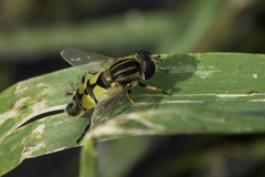 Helophilus latifrons