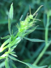 Falcaria vulgaris