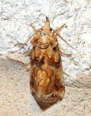 Plusiodonta compressipalpis