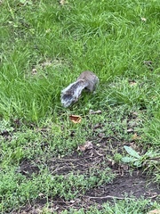Sciurus carolinensis