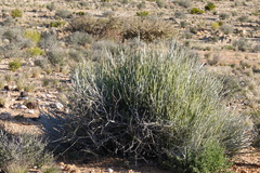 Euphorbia gregaria