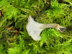 Craterellus undulatus