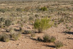 Monechma spartioides