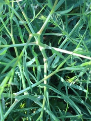 Falcaria vulgaris