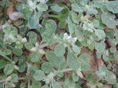 Glinus lotoides