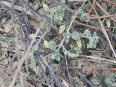 Heliotropium supinum