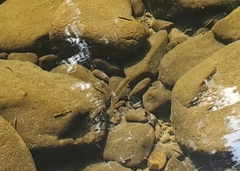 Actinopterygii