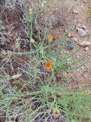 Adenophyllum cooperi