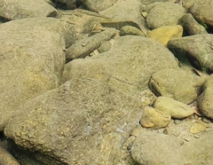 Actinopterygii