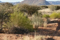 Monechma spartioides