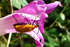 Tetraonyx frontalis