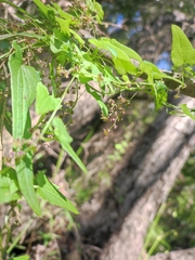 Dioscorea