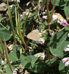 Satyrium saepium