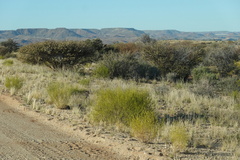 Monechma spartioides