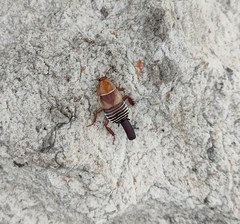 Temnopteryx phalerata