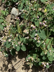 Satyrium saepium