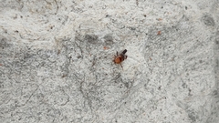 Temnopteryx phalerata