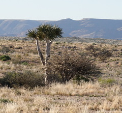 Aloidendron dichotomum