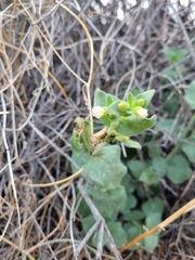 Mirabilis tenuiloba