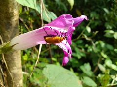 Tetraonyx frontalis