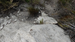 Temnopteryx phalerata