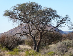 Vachellia erioloba