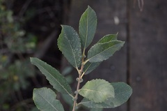 Salix atrocinerea