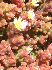 Mesembryanthemum nodiflorum