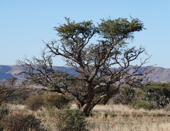 Vachellia erioloba