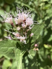 Ageratina occidentalis