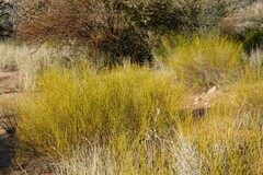 Monechma spartioides