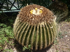 Kroenleinia grusonii