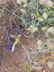 Scutellaria mexicana