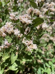 Ageratina occidentalis