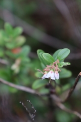 Vaccinium × intermedium