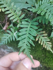 Polypodium