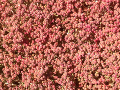 Mesembryanthemum nodiflorum